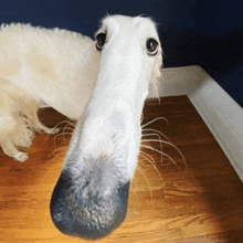 a close up of a dog 's nose with a very long nose