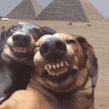 two dogs are posing for a picture in front of pyramids