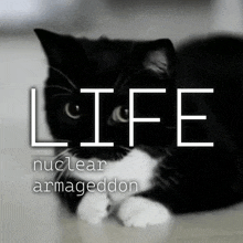 a black and white cat laying on the floor with the words life nuclear armageddon below it