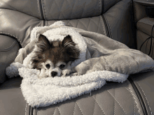 a small brown and white dog wrapped in a blanket on a couch