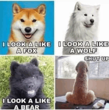 Dogs Meme