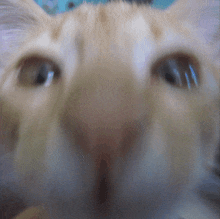 a close up of a cat 's face with its eyes looking at the camera