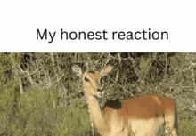 a picture of a deer with a caption that says my honest reaction