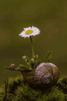 a ladybug sits on a leaf next to a snail with a flower growing out of it