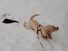 a dog on a leash in the snow looking at something