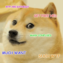 a dog with the words wtf are gatherdz get free hed many confuses much want such wtf on it