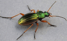 a green and gold beetle with long legs is sitting on a gray surface .