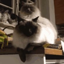 two cats are sitting on top of a counter next to a packet of cat food