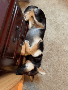 a dog laying on its back next to a wooden dresser