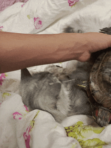 a person is petting a cat and a turtle