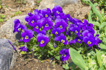 a bunch of purple flowers with yellow centers in a garden