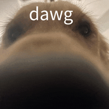 a close up of a dog 's face with the word dawg written above it