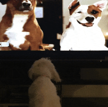 a brown and white dog sitting next to a white dog on a tv screen