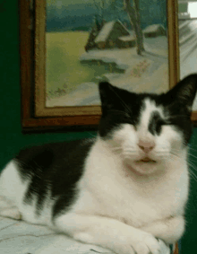 a black and white cat laying on a table with its eyes closed