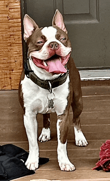 a brown and white dog with its tongue out is standing on a porch