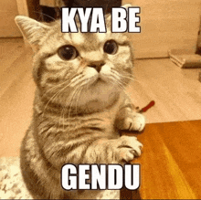 a cat is sitting on its hind legs on a wooden table with a caption that says kya be gendu .