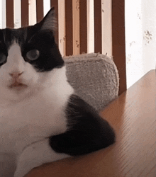 a black and white cat is sitting on a wooden table