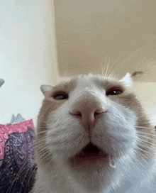 a close up of a cat 's nose and mouth