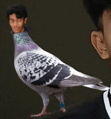 a pigeon standing next to a man with a picture of him on its head