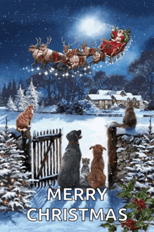 a merry christmas card with dogs and cats looking at santa in a sleigh