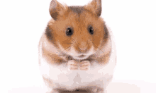 a brown and white hamster is sitting on a white surface looking at the camera .