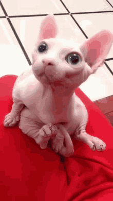 a hairless cat is sitting on a person 's lap and looking at the camera .