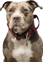 a close up of a dog with a red collar