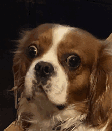 a close up of a brown and white dog