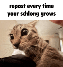 a picture of a cat with the words repost every time your schlong grows below it