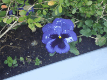 a blue flower with white spots on it