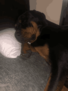 a dog is laying on a pillow with its paw on it