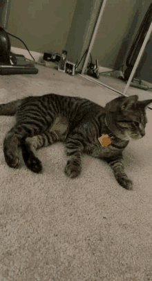 a cat with a yellow tag on its neck is laying on the carpet