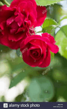 a close up of a bunch of red roses growing on a bush .