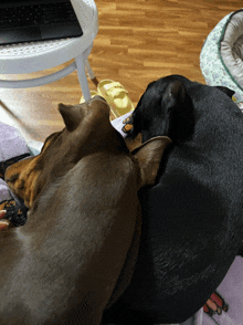 two dogs laying next to each other on a blanket