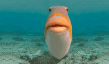 a fish with its mouth open is swimming in the ocean .