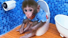 a monkey is sitting on a toilet in a bathroom wearing a blue shirt .