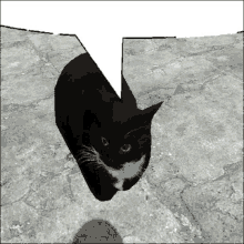 a black and white cat is laying on a brick floor