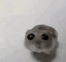 a close up of a hamster looking at the camera .