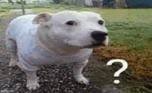 a white dog is standing on a gravel road with a question mark in front of it .