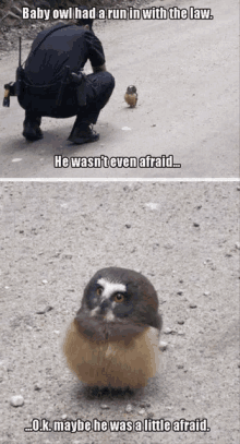 baby owl had a run in with the law he wasn 't even afraid ... ok maybe he was a little afraid ..