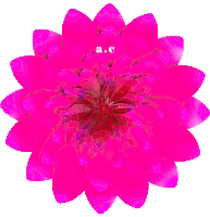 a pink flower with the letters a.c. on it