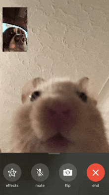 a phone screen shows a dog and a hamster on a video call with the words effects mute flip and end at the bottom