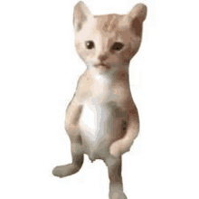 a cat is standing on its hind legs and looking at the camera on a white background .