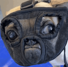 a close up of a dog wearing a black mesh muzzle