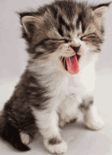 a kitten with its eyes closed and its tongue out