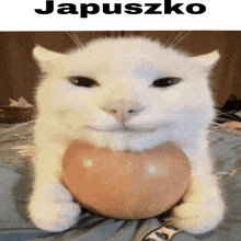 a white cat is holding a heart in its paws and the word japuszko is written above it