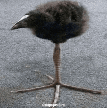 a small black bird with a white beak is standing on a single leg with the word galapagos bird below it