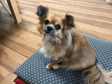 a small brown dog sitting on a blue cushion with its tongue out