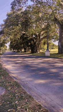 a road with trees on both sides of it and a lamp post