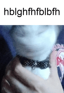 a cat wearing a bow tie is being held in someone 's hand